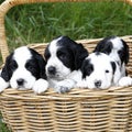 Gorgeous Cute Puppies Royalty Free Stock Photo