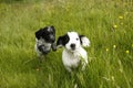 Racing Cute Puppies