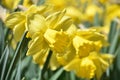 Gorgeous Daffodil Garden with Blooming Flowers in Spring