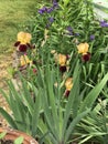 Gorgeous Dark Purple And Gold Tall Bearded Iris Bed, In In Morgan County Alabama USA