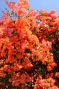 Gorgeous and delicate bougainvillea flowers against blue sky on Tenerife Royalty Free Stock Photo