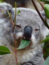 Gorgeous Delightful Koala Munching on Eucalyptus Leaves. Royalty Free Stock Photo