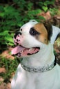 Gorgeous detail of American Bulldog with heavy chain collar