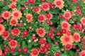 Cheerful orange blossoms of healthy plants in backyard garden