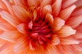 Gorgeous detail shots of an orange white dahlia flower