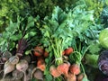 Lush Display of Organic Fresh Beets, Cabbage, and Dill at Farmer`s Market Royalty Free Stock Photo