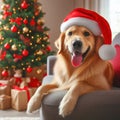 gorgeous dog wearing santa hat on the sofa Royalty Free Stock Photo