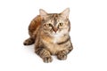 Gorgeous Domestic Shorthair Tortie Cat Laying Royalty Free Stock Photo