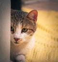 Gorgeous domestic tabby cat playing hunt, stalking behind a door