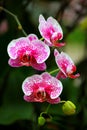 Gorgeous dotted pink phalaenopsis blume orchids in a garden