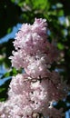 Gorgeous double blossom lilac in full splendor