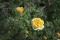 Gorgeous double yellow rose flowers