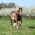 Gorgeous draft horse running in front of flowering trees Royalty Free Stock Photo