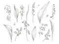 Gorgeous drawing of lily of the valley parts - flower, inflorescence, stem, leaves. Blooming plant hand drawn in vintage