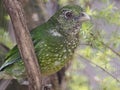 Pretty Lively Spirited Green Catbird.