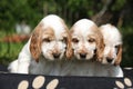 Gorgeous English Cocker Spaniel puppies sitting Royalty Free Stock Photo