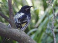 Gorgeous exquisite Regent Honeyeater. Royalty Free Stock Photo