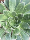 Gorgeous extreme beauty succulent with water drops Royalty Free Stock Photo