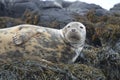 Gorgeous Face of a Gray Seal Royalty Free Stock Photo