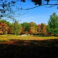 Gorgeous fall trees