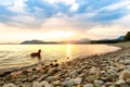 Gorgeous family pet dog on a beach at sunset. Vizsla puppy on summer vacation exploring the sea.