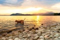 Gorgeous family pet dog on a beach at sunset. Vizsla puppy on summer vacation exploring the sea.