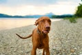 Gorgeous family pet dog running on a beach. Vizsla puppy on summer vacation having fun running. Royalty Free Stock Photo