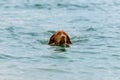 Gorgeous family pet dog swimming in the sea. Vizsla puppy on summer vacation exploring the sea.