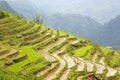 gorgeous farm fields, rice paddy terraces, Sapa, Vietnam