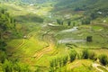 gorgeous farm fields, rice paddy terraces, Sapa, Vietnam