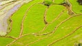 gorgeous farm fields, rice paddy terraces, Sapa, Vietnam