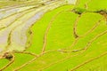 gorgeous farm fields, rice paddy terraces, Sapa, Vietnam