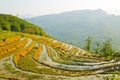 gorgeous farm fields, rice paddy terraces, Sapa, Vietnam