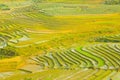 gorgeous farm fields, rice paddy terraces, Sapa, Vietnam