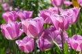 Gorgeous field of bright lavender or pink tulips