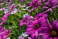 Gorgeous field of purple and white African daisies Royalty Free Stock Photo