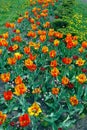 Gorgeous fiery yellow tulips on a flower bed between green grass