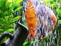 Gorgeous fire red orange discus fish swimming out from under large bubble wall in planted clearest cleanest fresh water aquarium Royalty Free Stock Photo