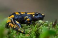 Gorgeous Fire Salamander, Salamandra salamandra Royalty Free Stock Photo