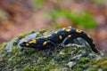 Gorgeous Fire Salamander, Salamandra salamandra, spotted amphibian on the grey stone with green moss Royalty Free Stock Photo