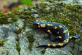 Gorgeous Fire Salamander, Salamandra salamandra, spotted amphibian on the grey stone with green moss Royalty Free Stock Photo