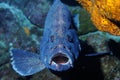 Gorgeous fish confronts the camera in Flower Garden Banks National Marine Sanctuary.