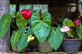 Gorgeous flamingo flowers with luminous red blossoms and luminous green leaves Royalty Free Stock Photo