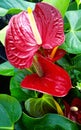 Gorgeous flamingo flowers on plant with red spathes Royalty Free Stock Photo