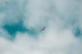 Gorgeous Flight of bird with Blue sky Royalty Free Stock Photo