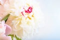 A gorgeous floral background with delicate petals of a blooming peony. Royalty Free Stock Photo
