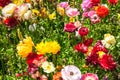 Gorgeous floral carpet