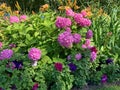 Single hydrangea with a lot of pink flowers spherical shape