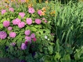 Single hydrangea with a lot of pink flowers spherical shape