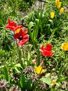 Gorgeous flower garden in Two Rivers, Wisconsin during springtime Royalty Free Stock Photo